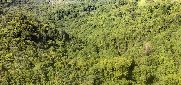 Aerial of jungle, coast and ocean in Dominica