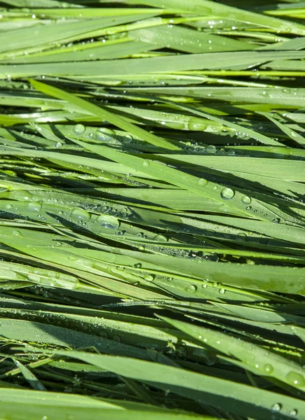 Green wheat grass with dewdrops in the morning