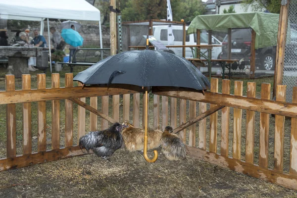Three chicken under an umbrella in heavy rain