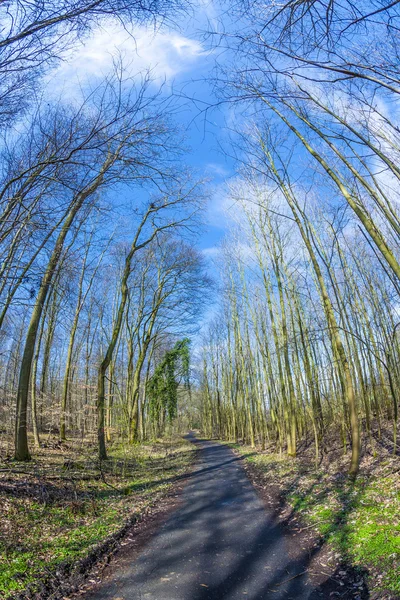 Spring tree crowns on deep blue sky