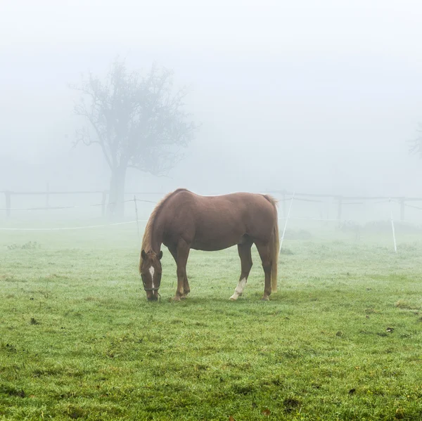 Horses at the meadow in fog