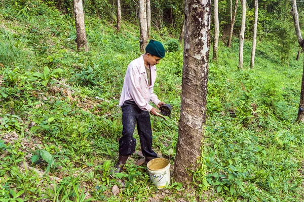 Worker at rubber tree plantation in Thailand