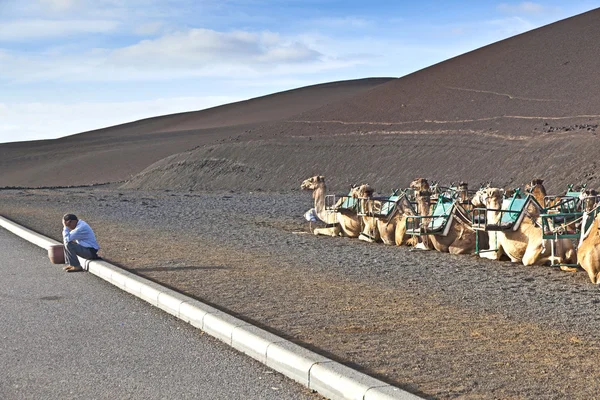 Camels in the national park in Lanzarote