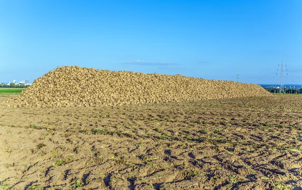 Acres with sugar beets after harvest in golden light