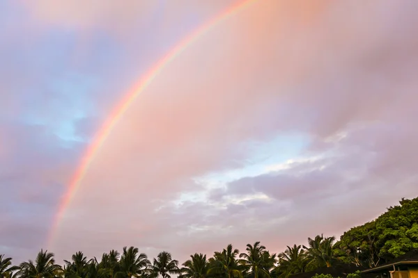 Rainbow over the tropical forest