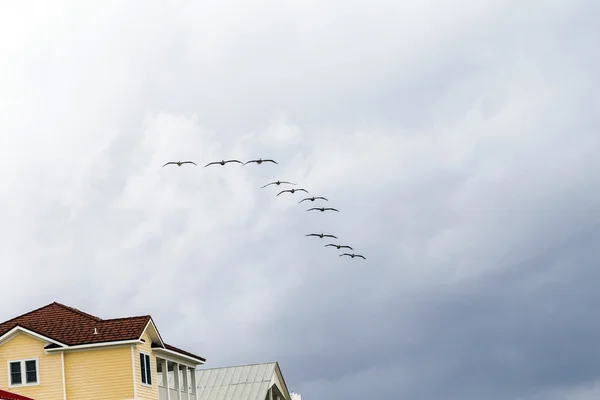 Pelicans flying in rain over a wooden beach villa