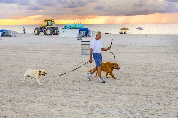 man in late afternoon walks along south beach with his dogs