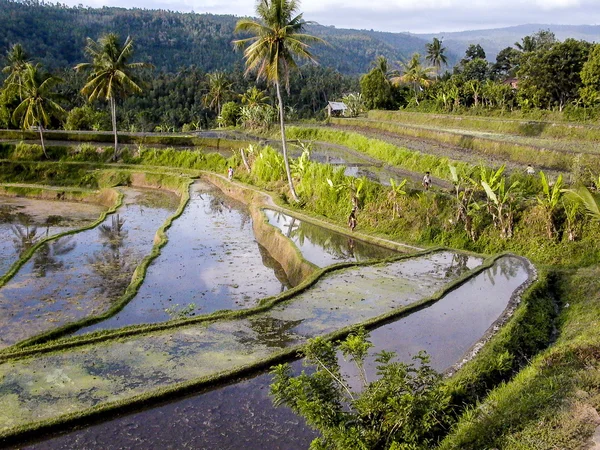 Rice paddys with water irrigation in Bali