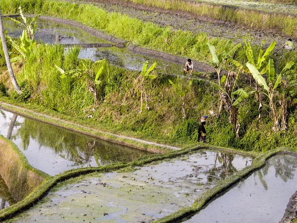 Rice paddys with water irrigation in Bali