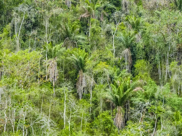 Trees in the jungle in south america