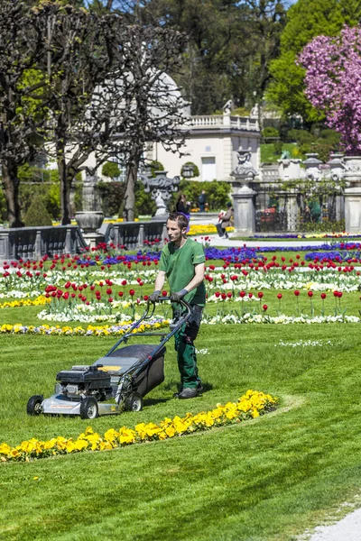 Lawn mover machine prepares the green in Mirabelle Gardens