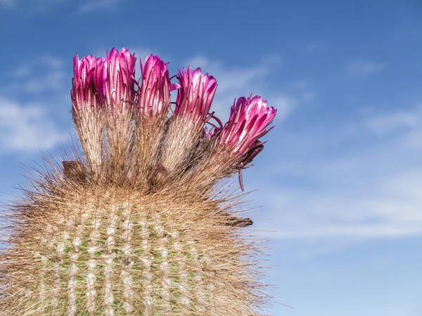 Huge Trichoreus cactus standing on Isla Incahuasi at salt plain