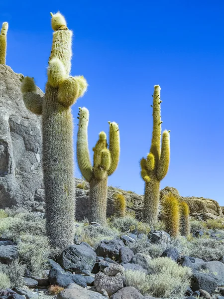 Huge Trichoreus cactus standing on Isla Incahuasi at salt plain