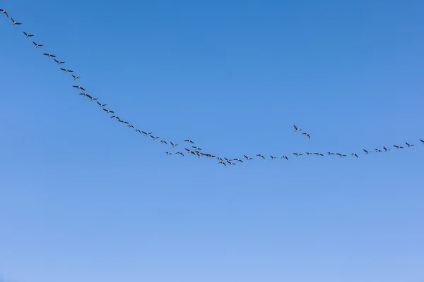 Migrant bird in the sky