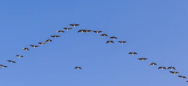 Migrant bird in the sky