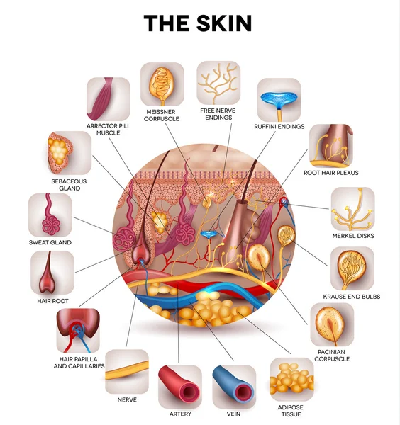 Skin anatomy