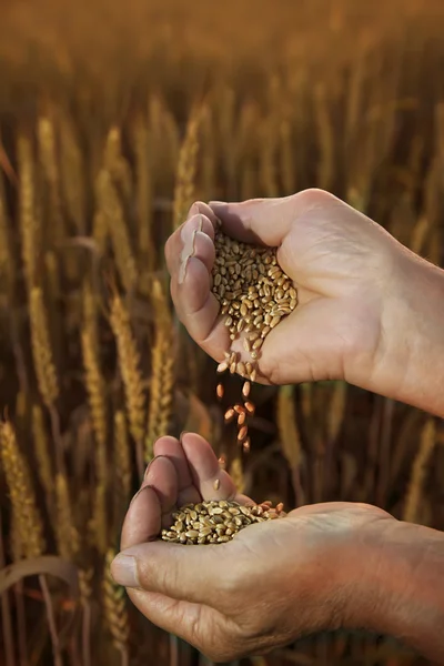 Man pours wheat from hand to hand on the background of wheat fie