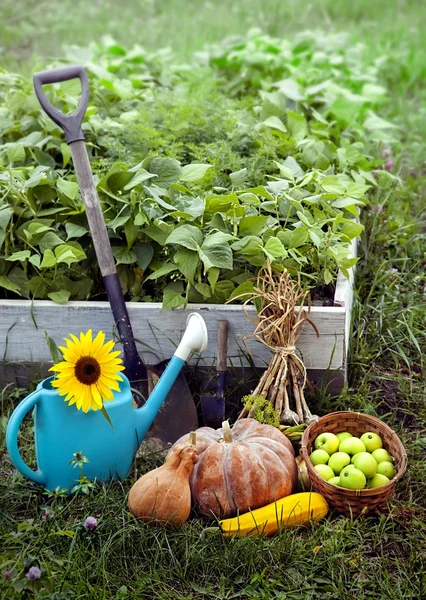 Rich Harvest in the Garden of the high beds and Garden Tools (Pu