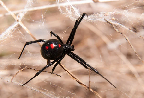 Black Widow spider outdoors on a web