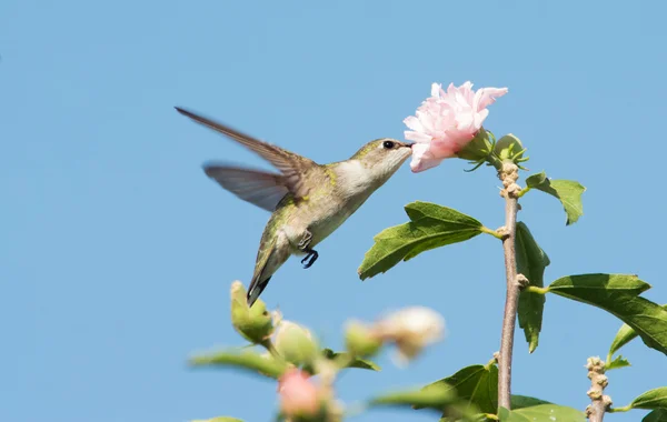Female Ruby-throated Hummingbird reaching into an Althea flower