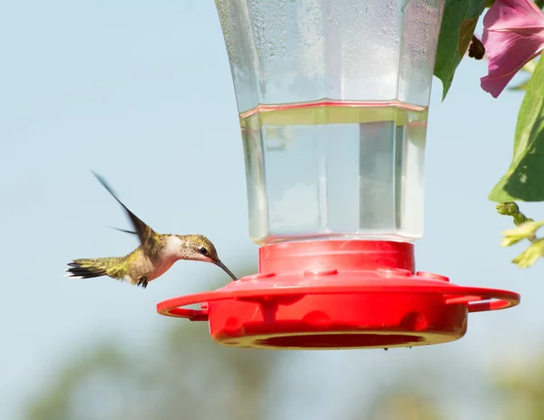 Juvenile male Ruby-throated Hummingbird eating nectar at feeder
