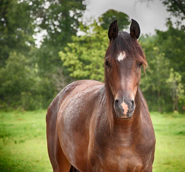 Arabian horse in soft summer rain, looking at the viewer, with a slightly deepening filter