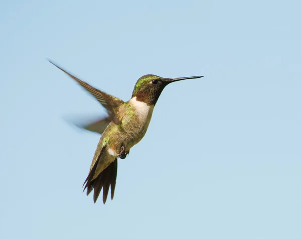 Male Ruby-throated Hummingbird hovering, with a blue sky background