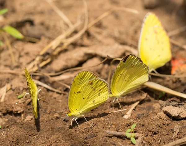 Puddling Little Yellow butterflies getting nutrients from soil