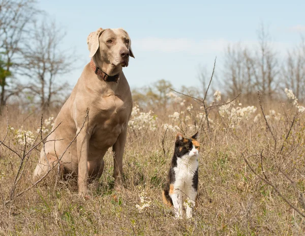 Calico cat with her Weimaraner dog friend sitting in grass in early spring, looking in the same direction