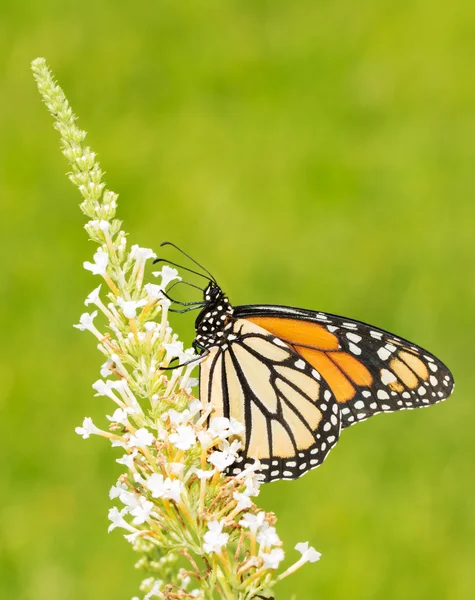 Monarch butterfly feeding on white fllowers of a Butterflybush, with summer green background