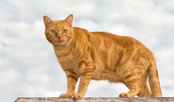 Ginger tabby cat looking at the viewer, against cloudy skies