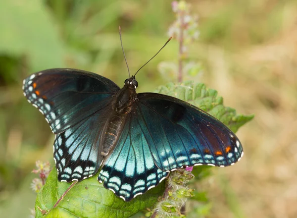 Red-spotted Purple Admiral butterfly resting on a Painted nettle leaf in summer garden
