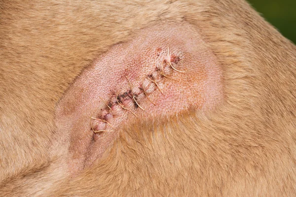 Close up of a dog shoulder with a cut sutured with stitches