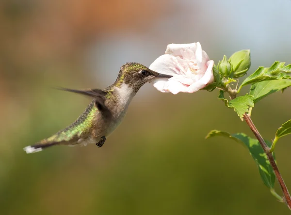Juvenile male Ruby-throated Hummingbird hovering and feeding on an Althea blossom