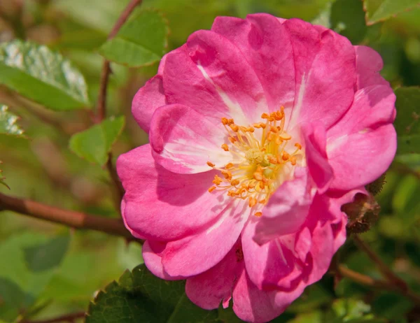 Hot pink Polyantha rose in garden