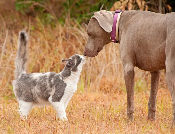 Cat and big dog sniffing noses