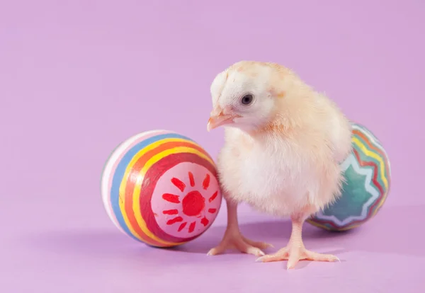 Adorable yellow Easter chick with two colorful painted eggs