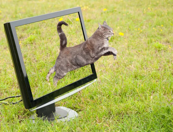 Blue tabby cat leaping out of a computer monitor onto green grass