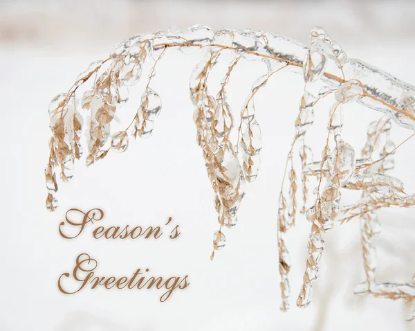 Wild oats covered in a thick layer of ice with text Seasons Greetings in subtle color