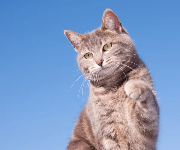 Blue tabby cat looking alert, with her paw in the air, against clear blue sky