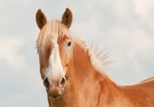 Handsome blond Belgian draft horse looking at the viewer with curiosity with his ears up, against cloudy sky
