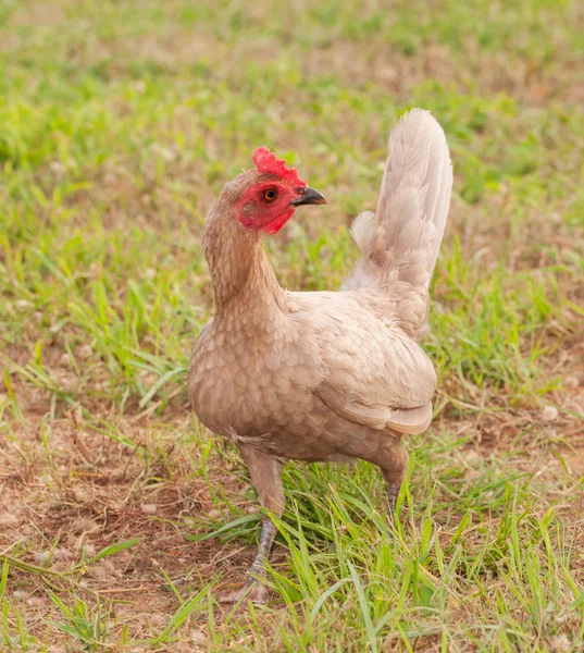 Blue bantam Old English game hen outdoors in grass