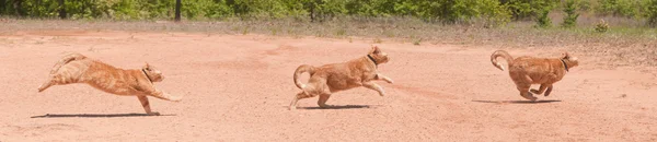 Ginger tabby running across red sand in full speed at different phases of stride, a panorama with three images