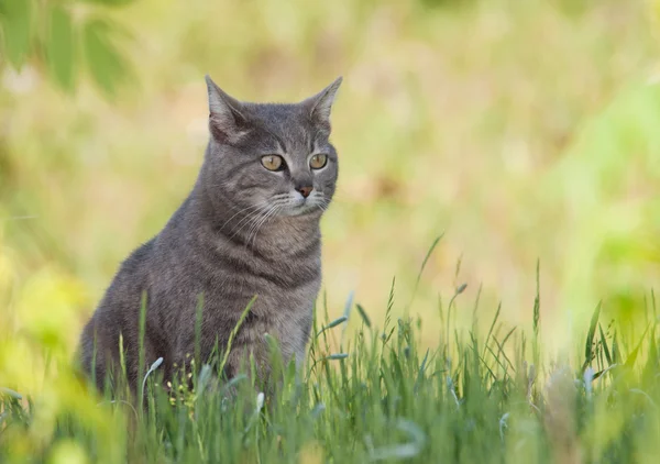 Beautiful blue tabby cat sitting in spring grass in a shade