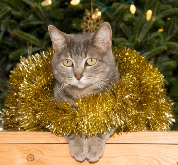 Blue tabby cat in golden tinsel with a Christmas tree background