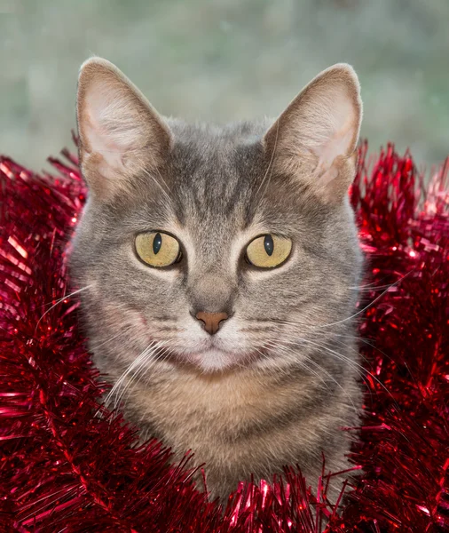 Blue tabby cat with red tinsel