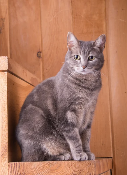 Blue tabby cat sitting on rustic wooden steps