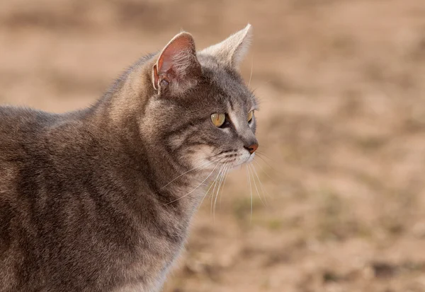 Beautiful blue tabby cat looking to the right, in spring sun