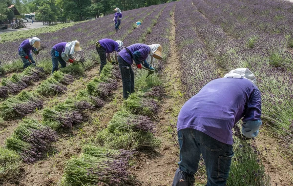 Workers harvesting blooming lavender flowers