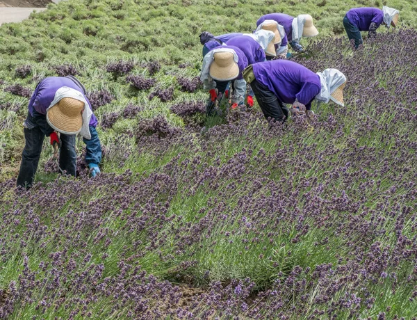 Workers harvesting blooming lavender flowers